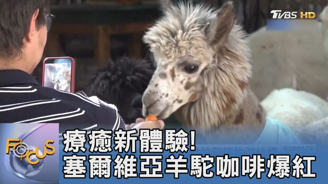 一杯咖啡配六隻毛毛店員！塞爾維亞羊駝咖啡館爆紅 專家揭密「傲嬌怪」互動規則