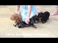Miniature Dachshund dogs for sale: Debbie - Video 1