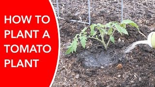 Tomato time: How to plant a tomato plant