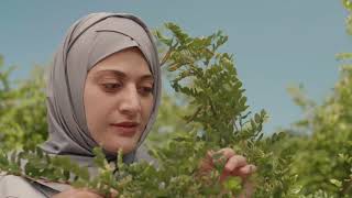 Youth Green Summit - Announcement