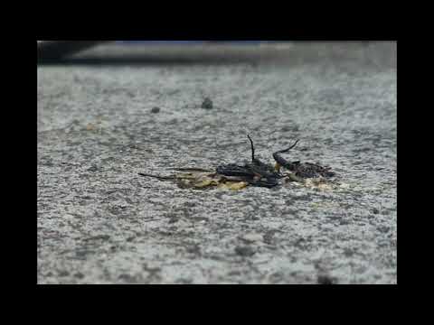 a flood will come down and wash the filth off the streets