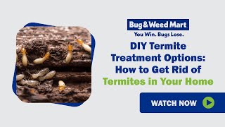 Termite Treatment
