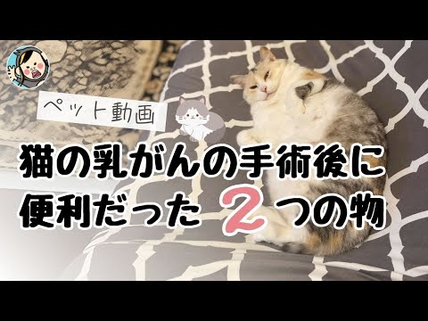 猫が縫合糸を引き裂いてしまいました - どうすればよいですか?