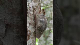 Download lagu Lemur terbang adalah hewan nokturnal sejenis tupai yang terdapat di asia tenggara mp3 Download lagu Lemur terbang adalah hewan nokturnal sejenis tupai yang terdapat di asia tenggara mp3