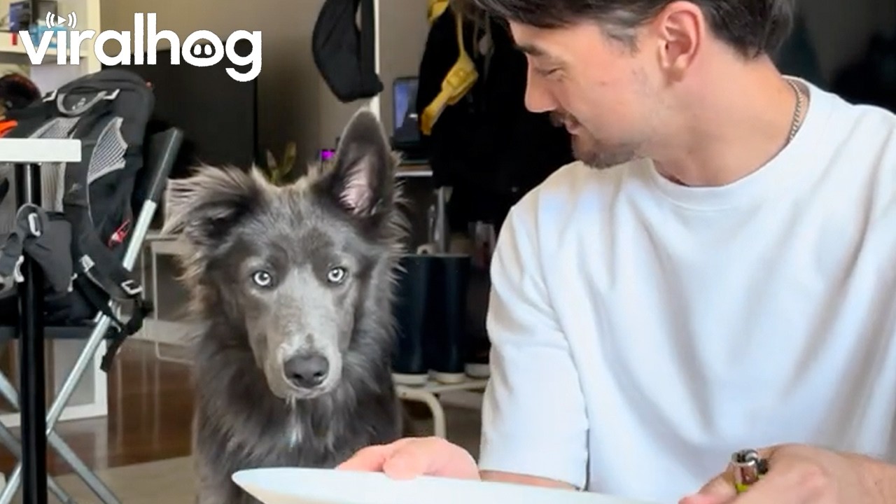Dog and Owner Mesmerized By Flying Paper "Ghost" || ViralHog