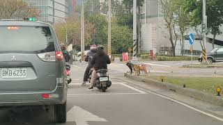 [問卦] 狗都會看紅綠燈，是不是有些人比狗還不如