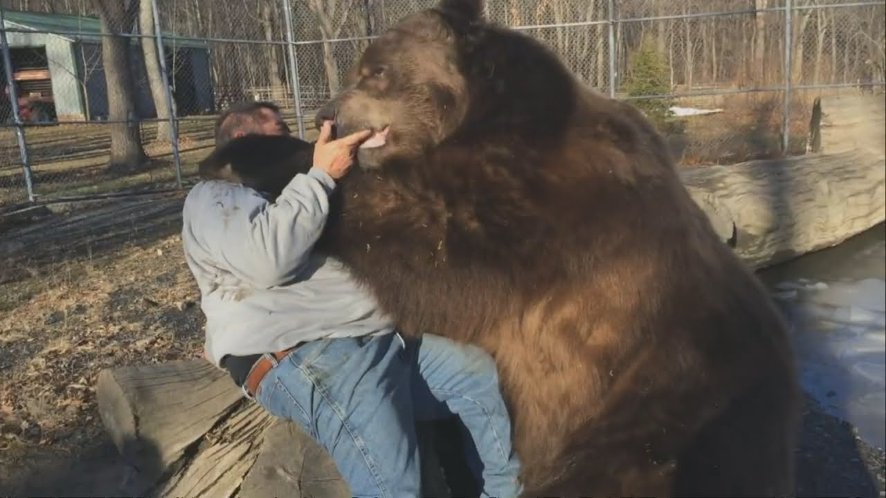 Apa Itu Bear Hug