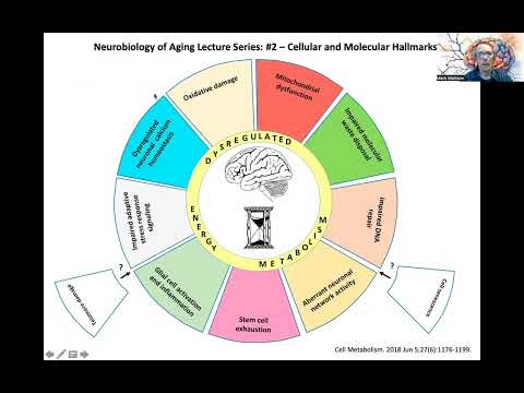 Neurobiology of Aging Lecture 2: Cellular and Molecular Hallmarks of Brain Aging