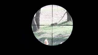 🐇cacería de liebre con rifle aire comprimido pcp 🐇