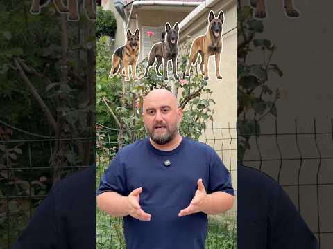 ✅ #dogs #dogtraining #shorts #fyp