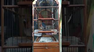 Download lagu Burung emprit rasa perkutut mp3