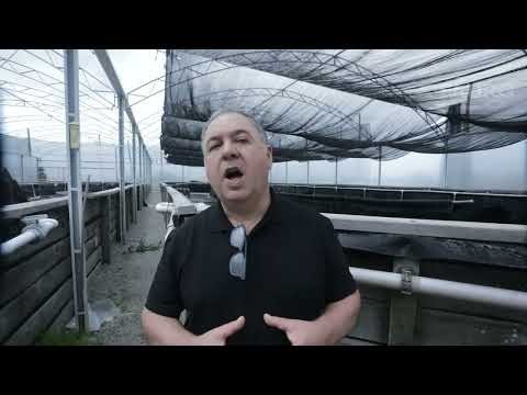 Entrevista Professor Wilson Junior