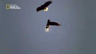 Flight of Beauty - Mesa Music Consort