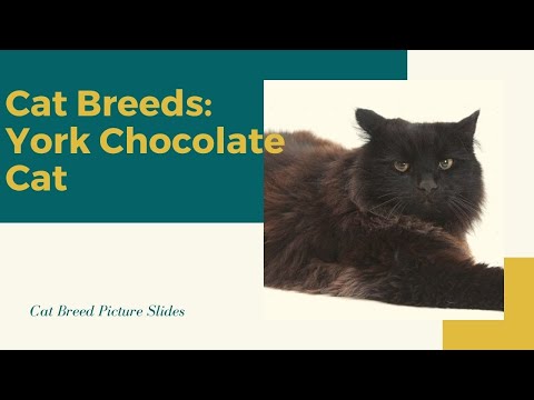 York chocolate Slides - Cat Breeds