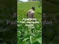 Tumpang Sari Padi Jagung Dan Kedelai