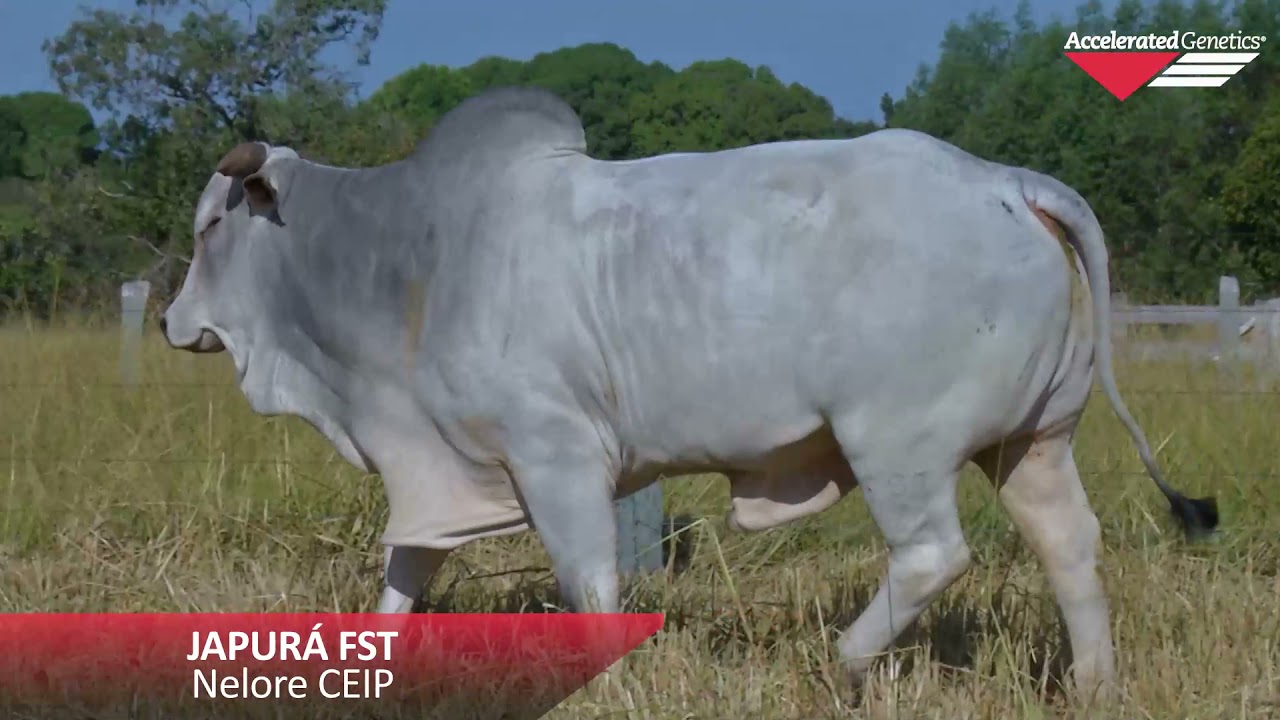 Vídeo JAPURÁ FST