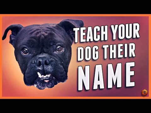 YouTube video about: How to program fisher price dog to say name?