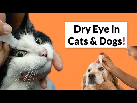Dry Eye In Pets: Symptoms, Causes, & Treatments!
