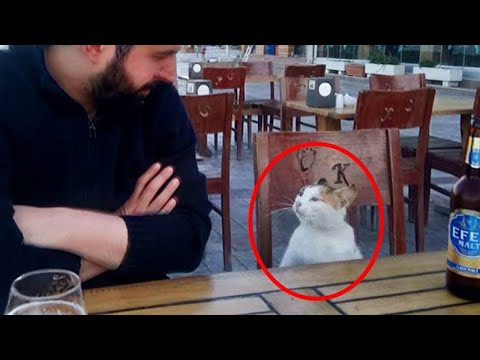 Le chat le plus stupide étant un petit humain dans le monde 🤣 drôles de chats vidéo 2025