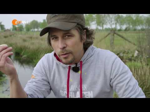 Steckmücken - Was tun? - Survival-Tipps - Draußen schlafen | ZDFtivi