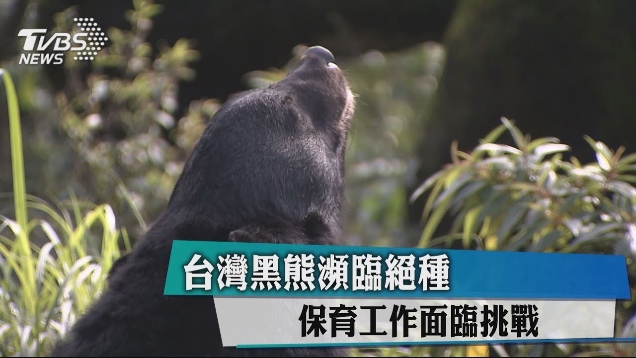 台灣黑熊瀕臨絕種 保育工作面臨挑戰