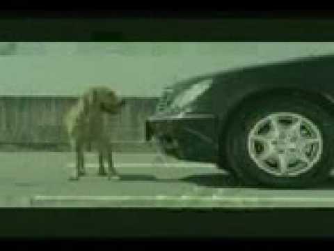 Very funny dog commercial