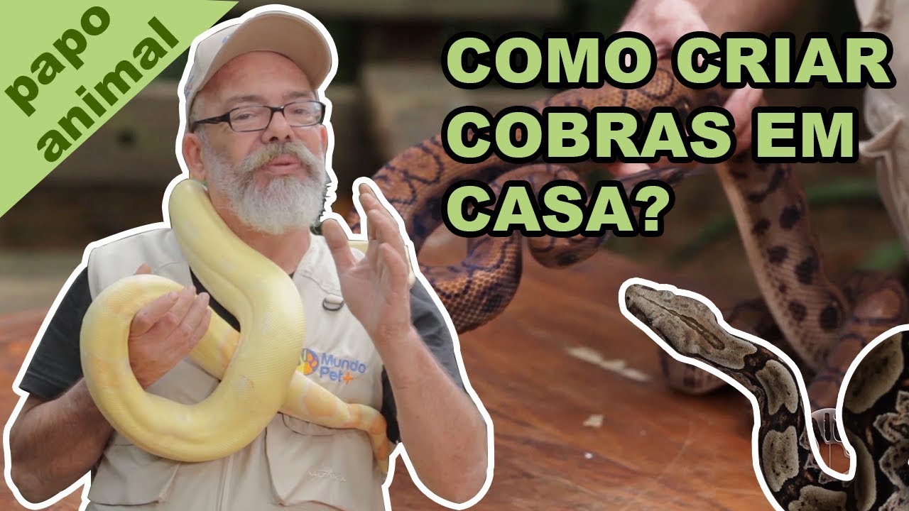 PAPO ANIMAL #2 - COMO CRIAR COBRAS EM CASA?