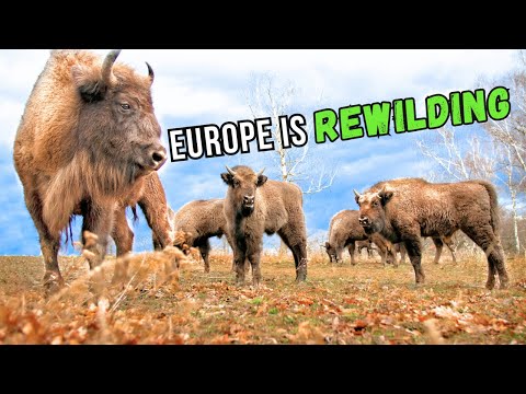 4 Megafauna REWILDING Projects in Europe