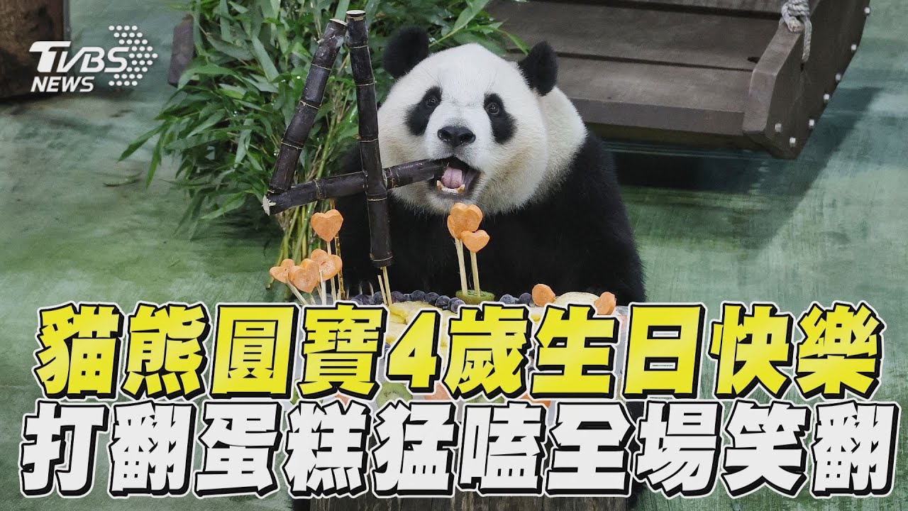 影音/貓熊圓寶4歲生日快樂! 「打翻蛋糕」猛嗑全場笑翻