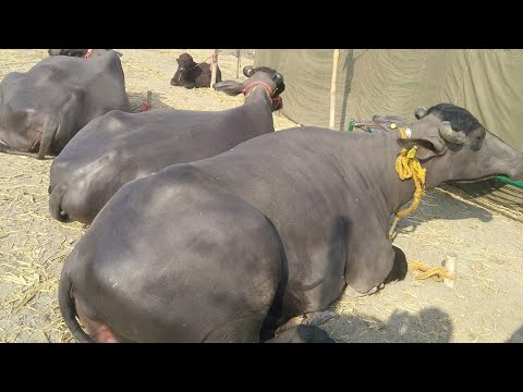 Female haryana murrah buffalo