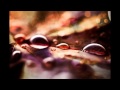 Bethoven - A melody of tears 