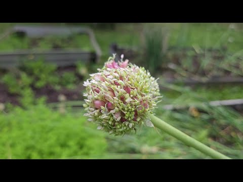 Garlic Bulbils (Garlic Seeds For Planting) How To Harvest Garlic Bulbils