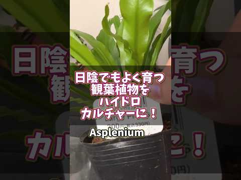 ロイヤルパーム 植物