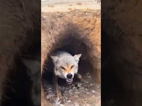 NatureFriendly_24 and Shreyansh Yadav 