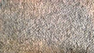 Electrical Guitar Company ~ King Buzzo Guitar