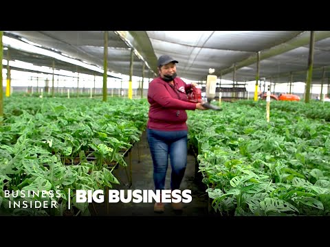 Why We Kill So Many Houseplants, But Spend Billions On Them Anyway | Big Business