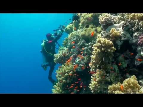 Underwater videography service