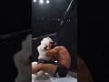 BRUTAL TKO 💥🤣🤣🥊