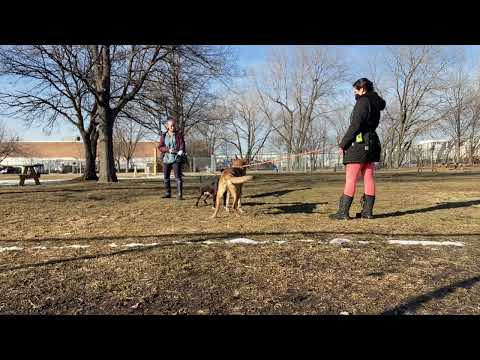 Redenbacher & Wilhelmina leash test