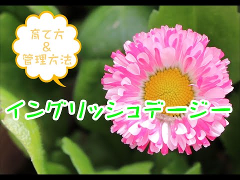 スパニッシュデイジー 植物