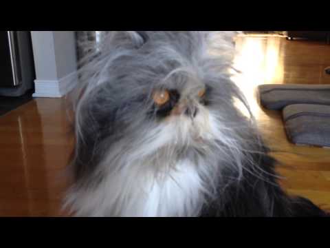 A Video Collection Dedicated to Atchoum the Cat