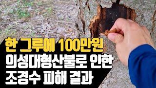 한 그루에 100만원! 의성대형산불로 인한 조경수 피해…