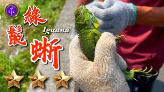 [問卦] 垃圾魚/八哥/綠鬣蜥是台灣三大天王嗎？