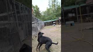Video preview image #1 Mutt Puppy For Sale in Farmerville, LA, USA