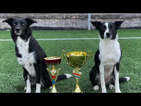 Border Collie Czech Championship 2023 - Lucie Glejdurová & Beat