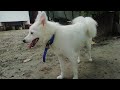 Dog Sound Sweet Dog Dog barking Dog Cry Dog Videos Dog Voice Dog Funny Videos