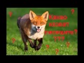 Какво казват лисиците? - пародия на "What does the fox say?" 