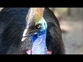Сassowary Bird Sounds - Listen here to cassowary call sound!