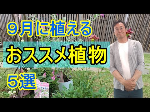  8月から9月に植えるべき球根は何ですか?秋の庭を彩る5つの花  庭園