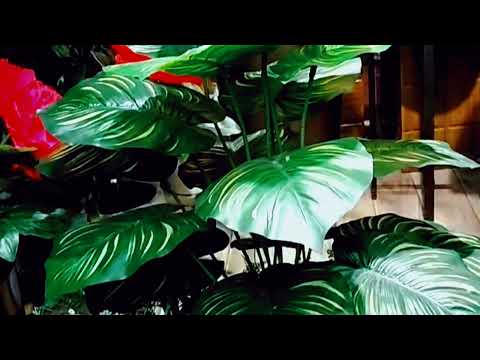 Wood planter nd artificial Plant New Arrival at Mohsin Flowers and decore